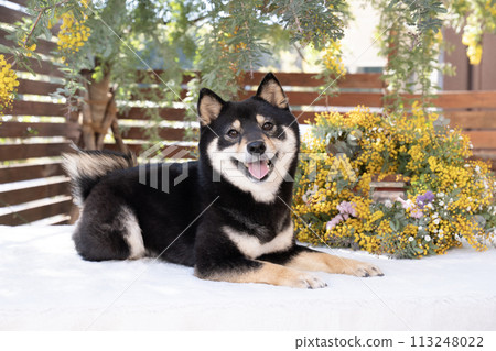 Mimosa and Mameshiba Sherry 113248022