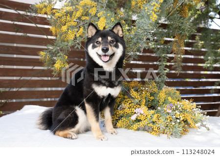 Mimosa and Mameshiba Sherry 113248024