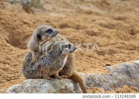 Two meerkats staring 113248389