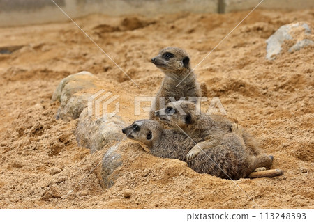 三隻貓鼬互相凝視 113248393