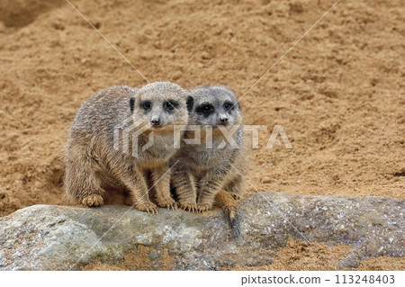 Two meerkats cuddling 113248403