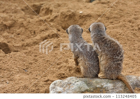 Back view of meerkats lined up 113248405