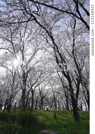 橫井山綠地 櫻花 名古屋 113248425