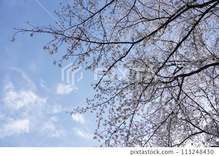 橫井山綠地 櫻花 名古屋 113248430