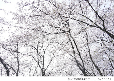 橫井山綠地 櫻花 名古屋 113248434