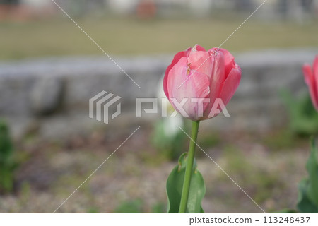 橫井山綠地 鬱金香 名古屋 113248437