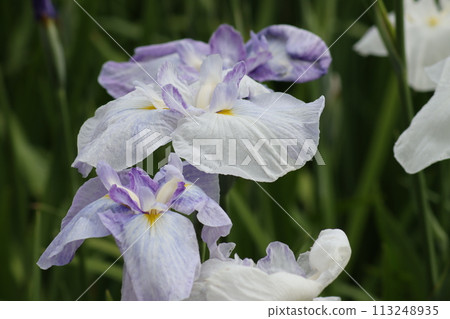 Iris flowers brighten up the rainy season - Part 4 Iris flowers brighten up the rainy season - Part 4 113248935