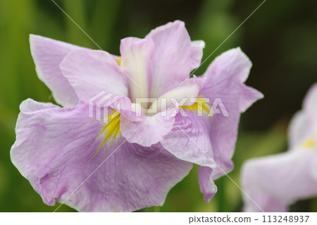 為雨季增色的六朵鳶尾花 為雨季增色的六朵鳶尾花 113248937