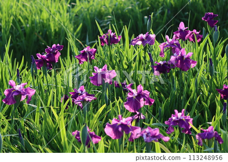 The Iris flower, which has developed uniquely in Japan - Part 2 The Iris flower, which has developed uniquely in Japan - Part 2 113248956