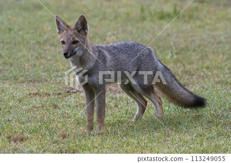 Pampas Grey fox in Pampas grass environment, La Pampa province, Patagonia, Argentina. Pampas Grey fox in Pampas grass environment, La Pampa province, Patagonia, Argentina. 113249055