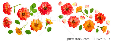 wild rose blooming flower isolated on a white background wild rose blooming flower isolated on a white background 113249203