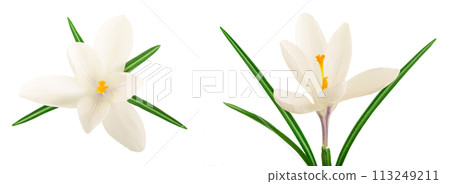 Crocus flower isolated on white background with copy space for your text Crocus flower isolated on white background with copy space for your text 113249211