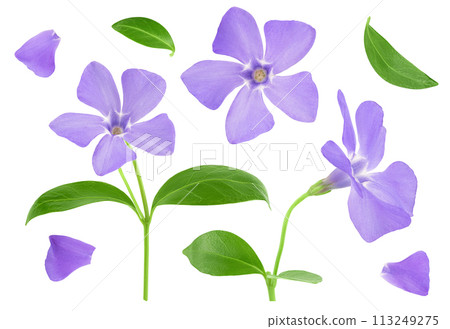 wild periwinkle flowers isolated on white background 113249275