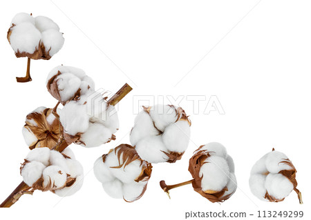 Cotton plant flower isolated on white background with full depth of field. Set or collection. Top view with copy space for your text 113249299