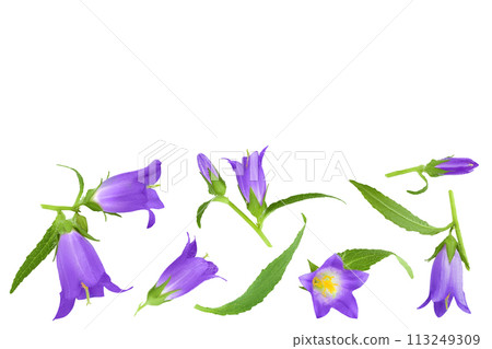 Campanula flower isolated on white background. Top view with copy space for your text. Flat lay Campanula flower isolated on white background. Top view with copy space for your text. Flat lay 113249309