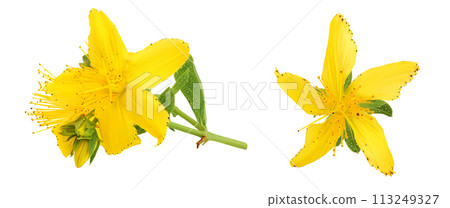 saint john's wort or Hypericum flowers isolated on white background 113249327