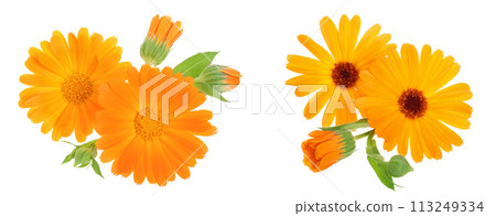 Calendula. Marigold flower isolated on white background Calendula. Marigold flower isolated on white background 113249334