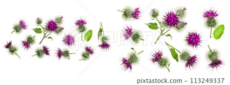Burdock flower isolated on white background with copy space for your text. Medicinal plant: Arctium. Top view. Flat lay pattern Burdock flower isolated on white background with copy space for your text. Medicinal plant: Arctium. Top view. Flat lay pattern 113249337