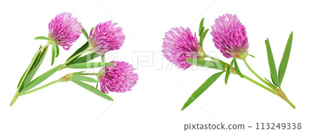 Clover or trefoil flower medicinal herbs isolated on white background. Top view. Flat lay Clover or trefoil flower medicinal herbs isolated on white background. Top view. Flat lay 113249338
