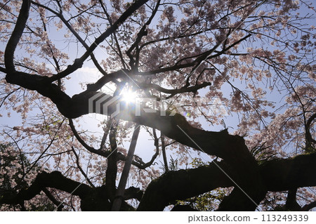Scenery with a single weeping cherry tree 113249339