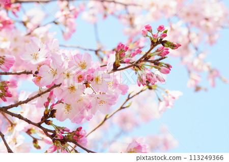 Sakura that shines in the blue sky 113249366