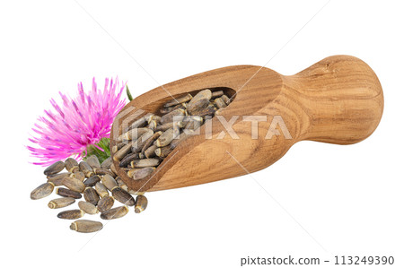 Seeds of a milk thistle or Silybum marianum, Scotch Thistle, Marian thistle in wooden scoop isolated on white background 113249390