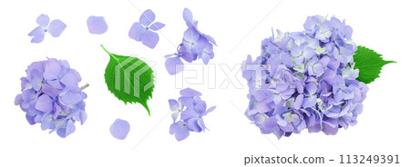 Blue Hydrangea flower isolated on white background. Top view. Flat lay 113249391