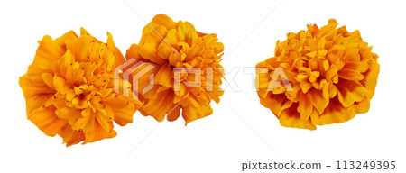 fresh marigold or tagetes erecta flower isolated on white background with full depth of field. 113249395