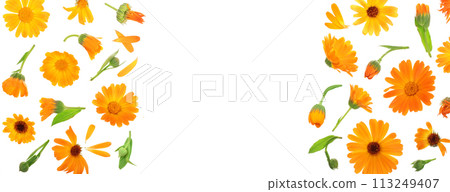 Calendula. Marigold flower isolated on white background. Top view with copy space for your text. Flat lay pattern Calendula. Marigold flower isolated on white background. Top view with copy space for your text. Flat lay pattern 113249407