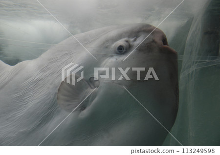 翻車魚 翻車魚 113249598