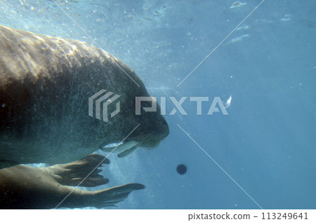 Walrus 113249641