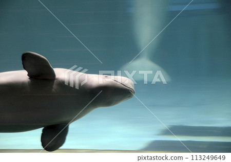 Beluga 113249649