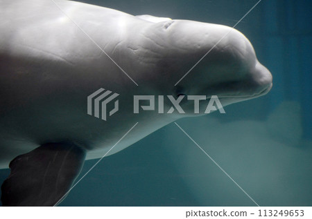 Beluga 113249653