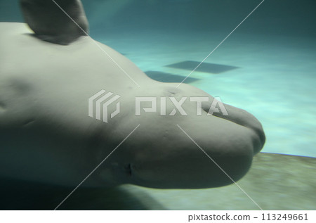 Beluga 113249661