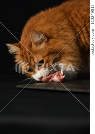 Red cat sniffs a piece of meat 113249815