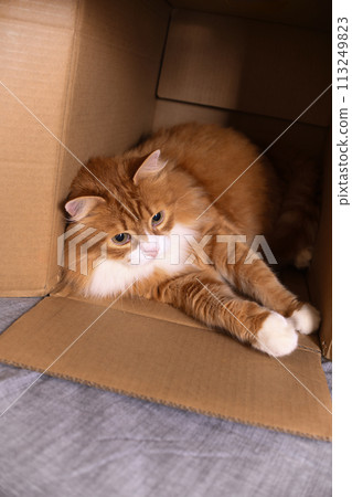 Red cat lies in a cardboard box 113249823