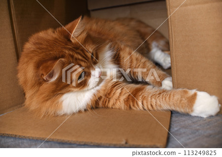 Cat in a cardboard box Cat in a cardboard box 113249825