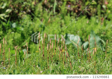 生長在春天田裡的馬尾馬尾 113249861