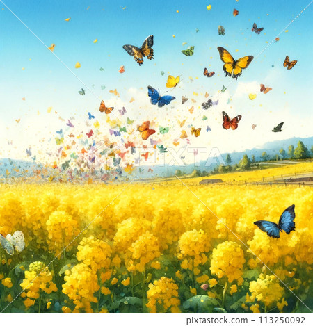 油菜田上空飛舞的蝴蝶 113250092