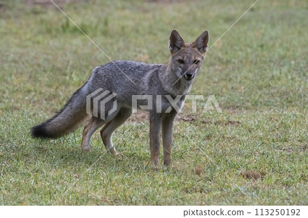 Pampas Grey fox in Pampas grass environment, La Pampa province, Patagonia, Argentina. Pampas Grey fox in Pampas grass environment, La Pampa province, Patagonia, Argentina. 113250192