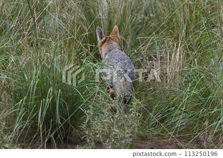 Pampas Grey fox in Pampas grass environment, La Pampa province, Patagonia, Argentina. Pampas Grey fox in Pampas grass environment, La Pampa province, Patagonia, Argentina. 113250196