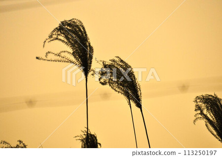 Autumn to winter sunset sky 113250197