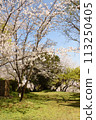 Scenery with cherry blossoms 113250405