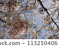 Cherry blossoms looking up 113250406