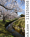 Cherry blossoms over the stream 113250408