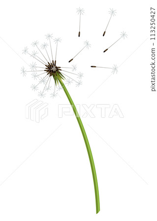 Dandelion. Realistic flower. Summer natural season element, beautiful grass. Vector icon illustration isolated on white background 113250427