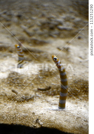 Garden eel 113251290