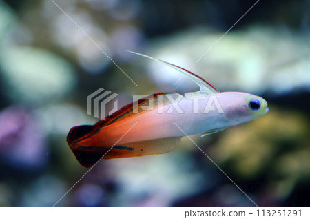 Hatatatehaze 113251291