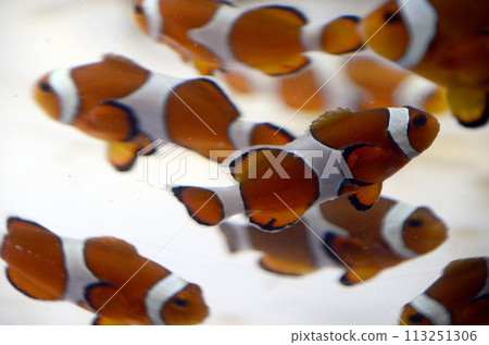 小丑anemonefish 小丑anemonefish 113251306