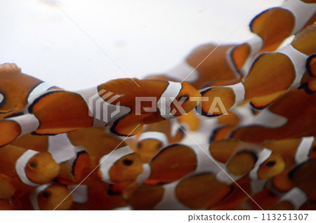 小丑anemonefish 小丑anemonefish 113251307